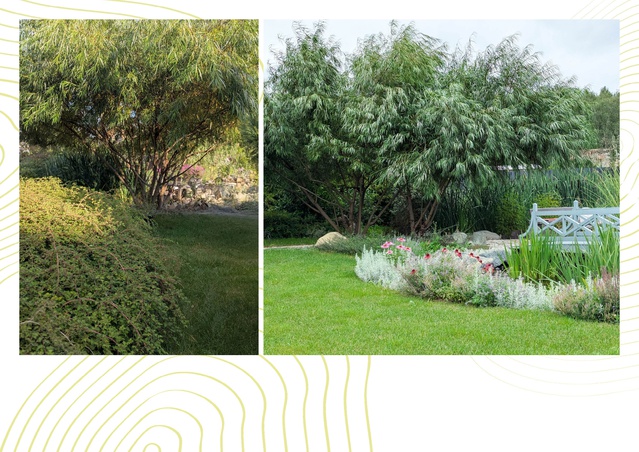 Садово-парковое искусство